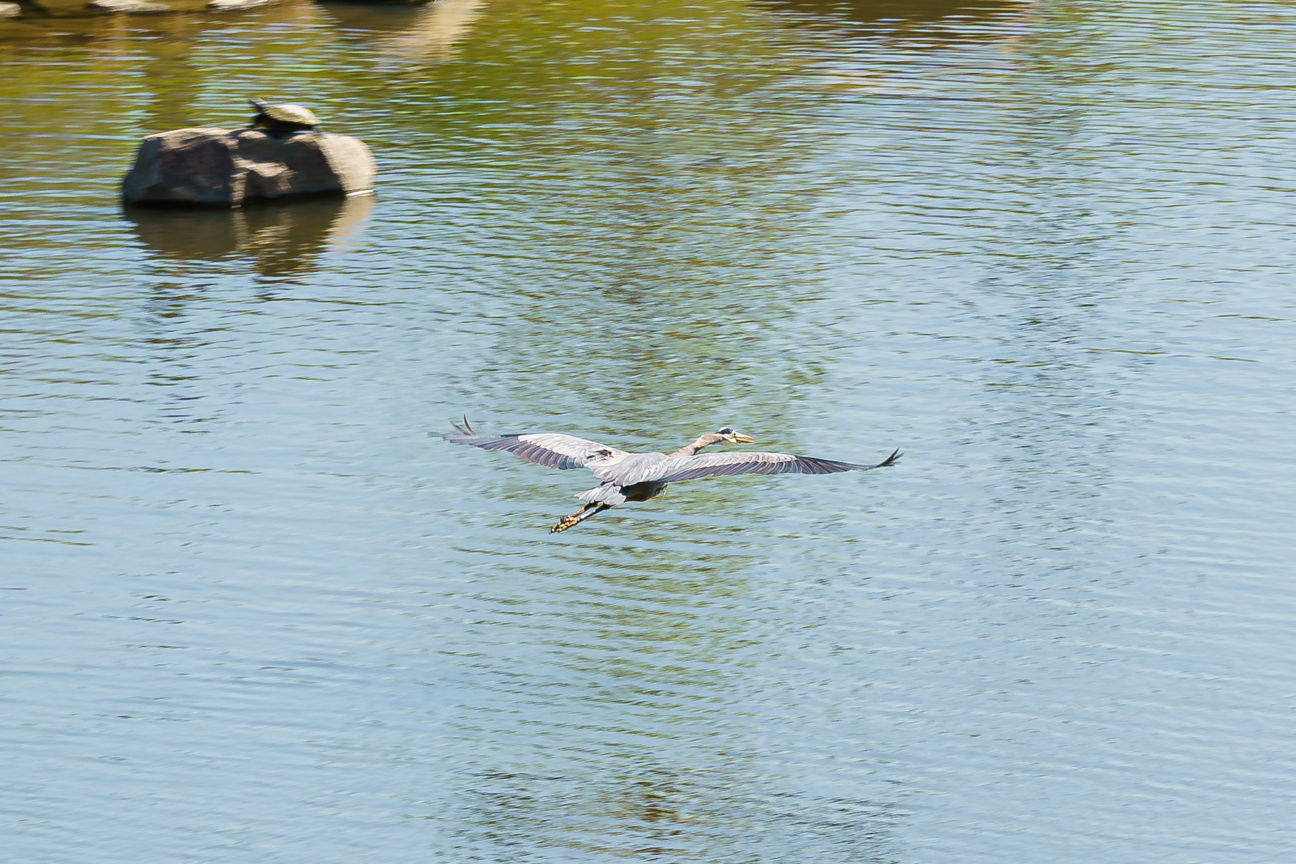 Photo of a flying crane