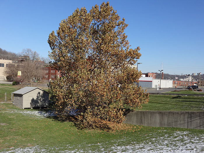 Original Sycamore moon tree in South Fairmount